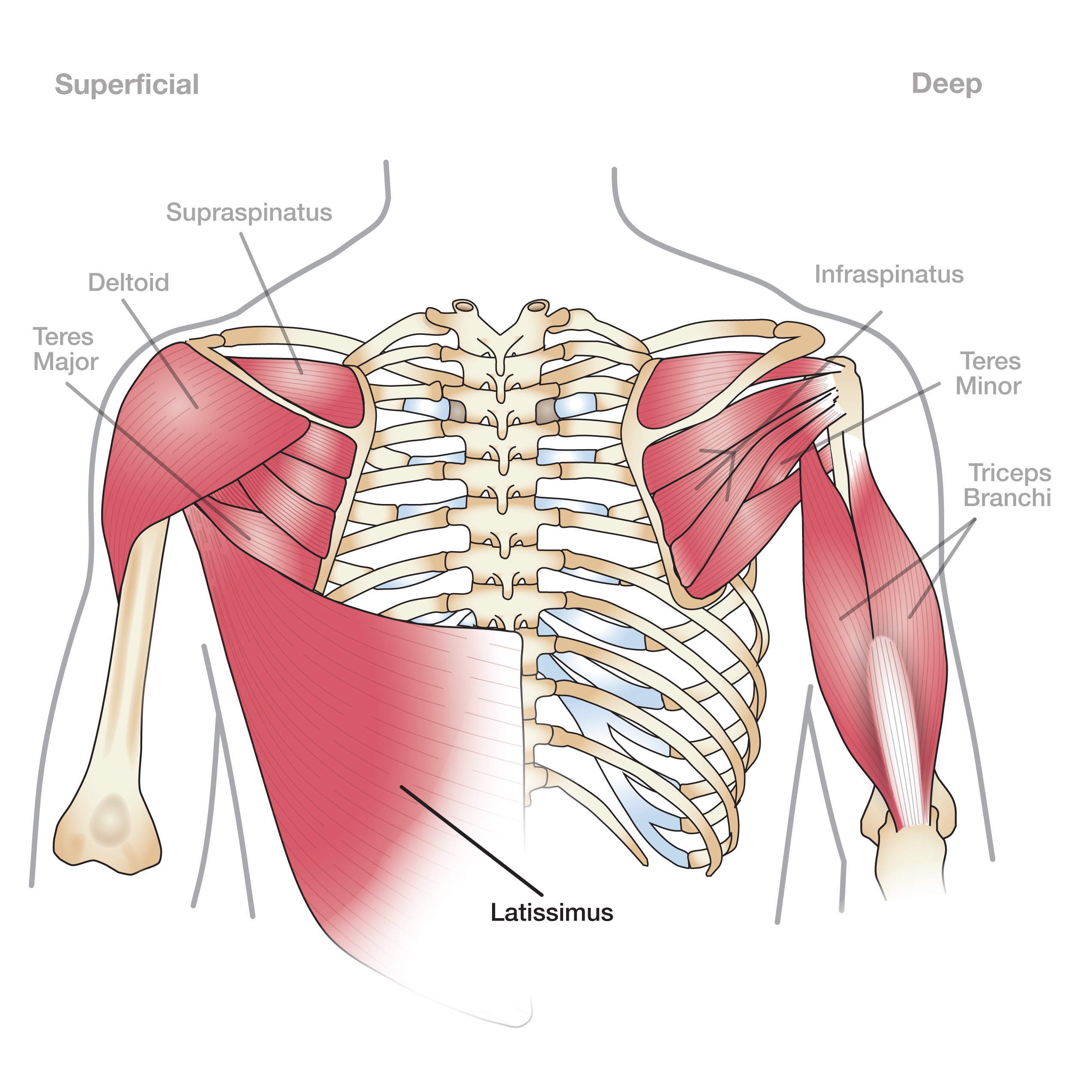A new classification of the shoulder girdle muscles in domestic